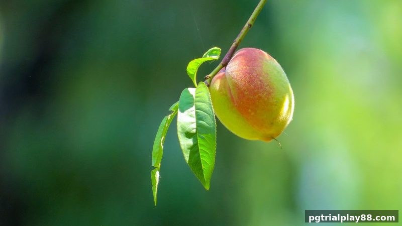 SG飞艇底池赔率深度剖析：pg电子试玩网带您解锁投资收益新路径
