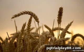 签到奖励机制全面升级：pg电子试玩网揭秘体育直播平台的用户留存密码