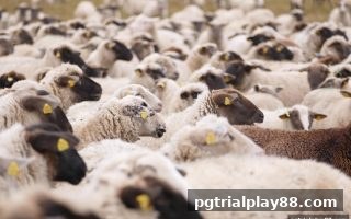 pg电子试玩网：六合彩与足球赛事数据分析红利获取条件深度全攻略